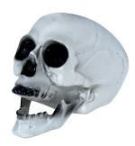 Crâne pvc 20 cm