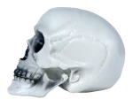 Crâne pvc 20 cm