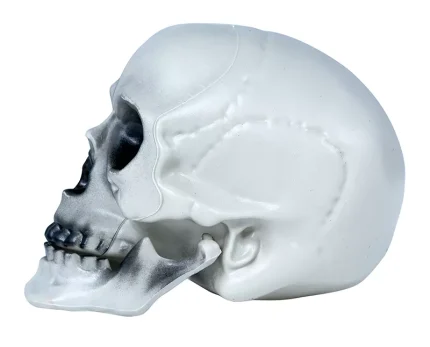 Crâne pvc 20 cm